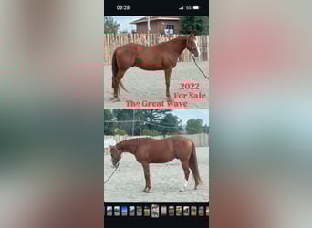 American Quarter Horse, Castrone, 4 Anni, Sauro