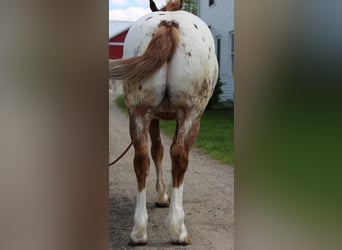 American Quarter Horse Mix, Castrone, 4 Anni, Sauro ciliegia