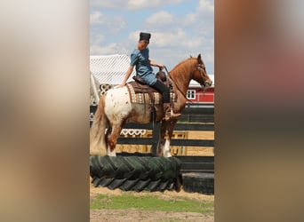 American Quarter Horse Mix, Castrone, 4 Anni, Sauro ciliegia
