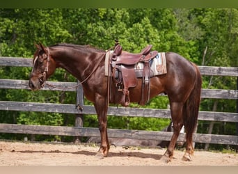 American Quarter Horse, Castrone, 4 Anni, Sauro ciliegia