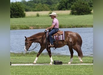 American Quarter Horse, Castrone, 4 Anni, Sauro ciliegia