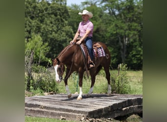 American Quarter Horse, Castrone, 4 Anni, Sauro ciliegia