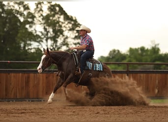 American Quarter Horse, Castrone, 4 Anni, Sauro ciliegia