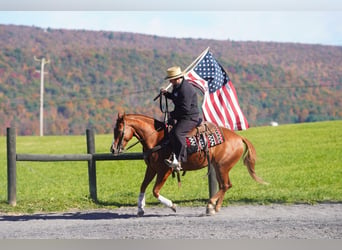 American Quarter Horse, Castrone, 4 Anni, Sauro ciliegia