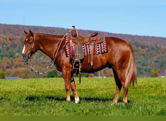 American Quarter Horse, Castrone, 4 Anni, Sauro ciliegia