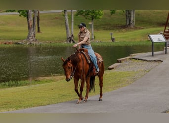 American Quarter Horse, Castrone, 4 Anni, Sauro ciliegia