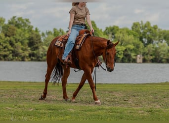 American Quarter Horse, Castrone, 4 Anni, Sauro ciliegia