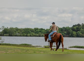 American Quarter Horse, Castrone, 4 Anni, Sauro ciliegia