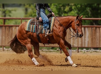 American Quarter Horse, Castrone, 4 Anni, Sauro ciliegia