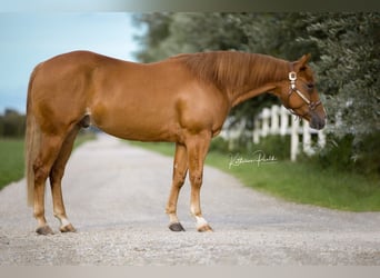 American Quarter Horse, Castrone, 4 Anni, Sauro