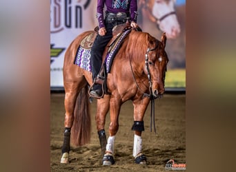 American Quarter Horse, Castrone, 4 Anni, Sauro