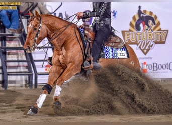 American Quarter Horse, Castrone, 4 Anni, Sauro