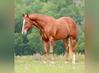 American Quarter Horse, Castrone, 4 Anni, Sauro scuro