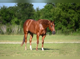American Quarter Horse, Castrone, 4 Anni, Sauro scuro