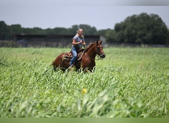 American Quarter Horse, Castrone, 4 Anni, Sauro scuro