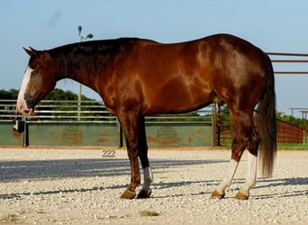 American Quarter Horse, Castrone, 4 Anni, Sauro scuro