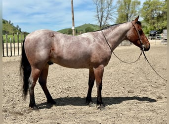 American Quarter Horse, Castrone, 5 Anni, 140 cm, Baio roano