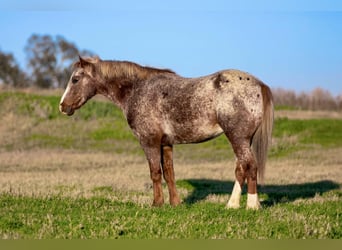 American Quarter Horse, Castrone, 5 Anni, 140 cm, Roano rosso