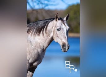 American Quarter Horse, Castrone, 5 Anni, 142 cm, Grigio pezzato