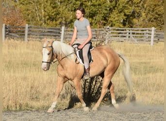 American Quarter Horse, Castrone, 5 Anni, 142 cm, Palomino