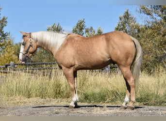 American Quarter Horse, Castrone, 5 Anni, 142 cm, Palomino