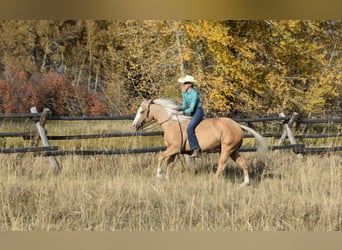 American Quarter Horse, Castrone, 5 Anni, 142 cm, Palomino