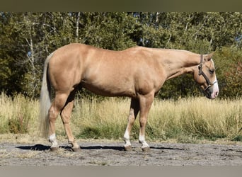American Quarter Horse, Castrone, 5 Anni, 142 cm, Palomino