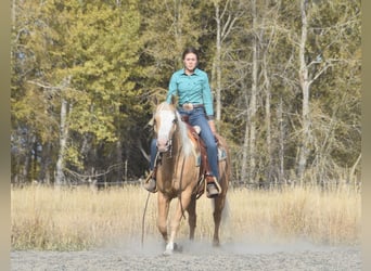 American Quarter Horse, Castrone, 5 Anni, 142 cm, Palomino