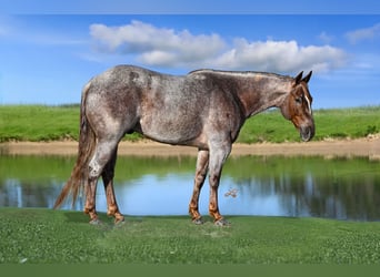 American Quarter Horse, Castrone, 5 Anni, 142 cm, Roano rosso