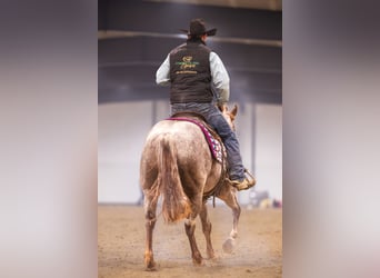 American Quarter Horse, Castrone, 5 Anni, 142 cm, Roano rosso