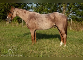American Quarter Horse, Castrone, 5 Anni, 142 cm, Roano rosso