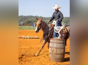 American Quarter Horse, Castrone, 5 Anni, 142 cm, Roano rosso