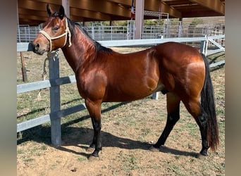 American Quarter Horse, Castrone, 5 Anni, 144 cm, Baio