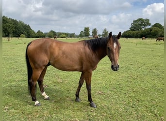 American Quarter Horse, Castrone, 5 Anni, 145 cm, Baio