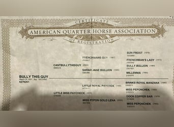 American Quarter Horse, Castrone, 5 Anni, 145 cm, Baio ciliegia