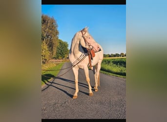 American Quarter Horse, Castrone, 5 Anni, 145 cm, Bianco