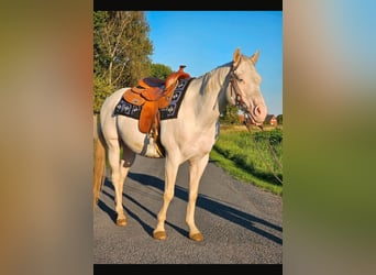American Quarter Horse, Castrone, 5 Anni, 145 cm, Bianco