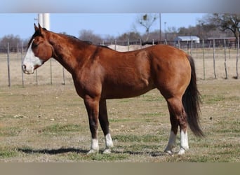 American Quarter Horse, Castrone, 5 Anni, 145 cm, Falbo