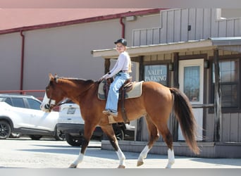 American Quarter Horse, Castrone, 5 Anni, 145 cm, Falbo