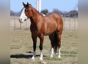 American Quarter Horse, Castrone, 5 Anni, 145 cm, Falbo