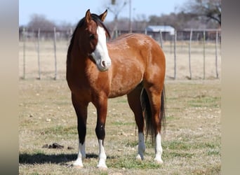 American Quarter Horse, Castrone, 5 Anni, 145 cm, Falbo