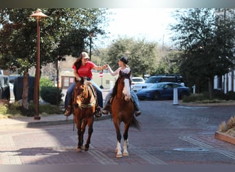 American Quarter Horse, Castrone, 5 Anni, 145 cm, Falbo