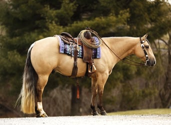 American Quarter Horse, Castrone, 5 Anni, 145 cm, Pelle di daino