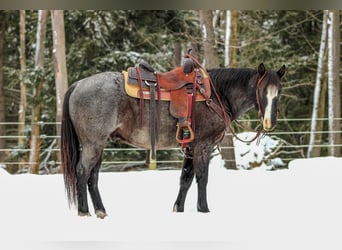 American Quarter Horse, Castrone, 5 Anni, 145 cm, Roano blu
