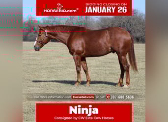 American Quarter Horse, Castrone, 5 Anni, 145 cm, Sauro ciliegia