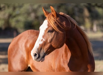 American Quarter Horse, Castrone, 5 Anni, 145 cm, Sauro ciliegia