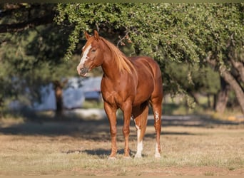 American Quarter Horse, Castrone, 5 Anni, 145 cm, Sauro ciliegia