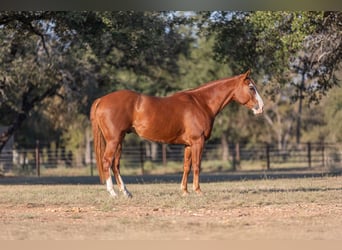 American Quarter Horse, Castrone, 5 Anni, 145 cm, Sauro ciliegia