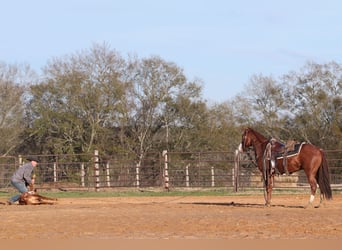 American Quarter Horse, Castrone, 5 Anni, 145 cm, Sauro ciliegia