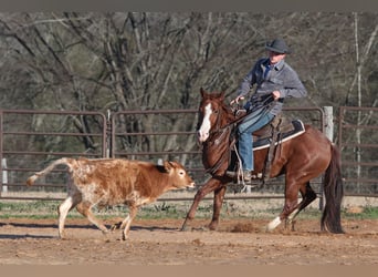 American Quarter Horse, Castrone, 5 Anni, 145 cm, Sauro ciliegia